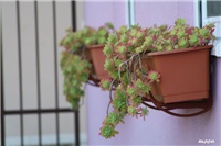 9d289993-IMG_6316 sedum palmeri.jpg